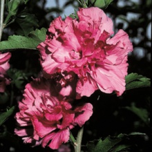 Hibiscus syriacus ´Violet Clair Double´- sytě růžový plný, výška 60-80cm