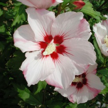 Hibiscus syriacus ´Hamabo´- bílorůžový jednoduchý s červeným okem, výška 60-80cm