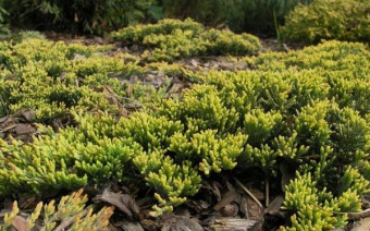 Juniperus horizontalis ´Golden Carpet´- jalovec polehlý zlatý